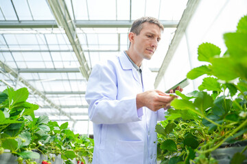 Obraz premium Agricultural researcher working in a greenhouse. Inside of Greenhouse Hydroponic Farm Eco system. Urban hydroponics farm with worker inspecting plant growth on the farm. Technology greenhouse.