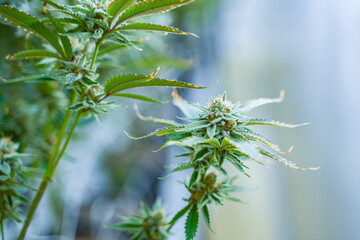 Cannabis plant, cannabis flower, cannabis farm