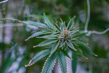 Cannabis plant, cannabis flower, cannabis farm