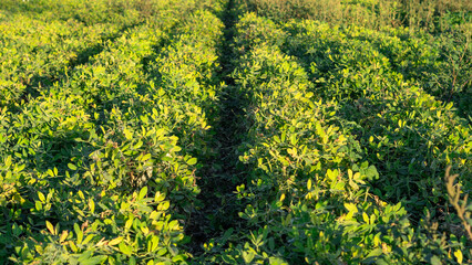 Obraz premium a peanut field and peanuts are presented in the background under sunlight under 