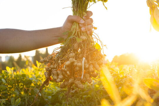 A farmer holding freshly harvested peanuts with roots in a field. The background features green peanut plants under a sunset, showcasing agricultural activity.