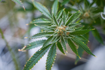 Hemp Farm, in door grow hemp. Cannabis at the beginning of flowering. Young cannabis plant.