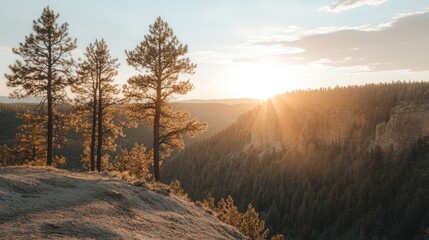 A scenic mountain vista with three pines silhouetted against a vibrant sunset.