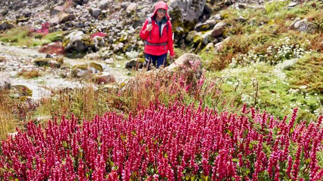 Calluna heather pink plants wind waived with Woman with backpack slow motion walking on background during Makalu Barun National Park trek in Nepal. Mountain hiking and active people concept 4K footage