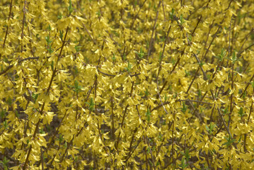 シナレンギョウ