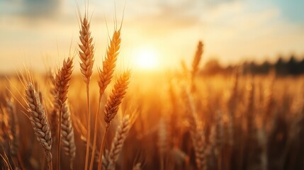 A vast wheat field is beautifully illuminated under a glowing sunset, with golden stalks swaying in the gentle breeze, exuding warmth and tranquility.