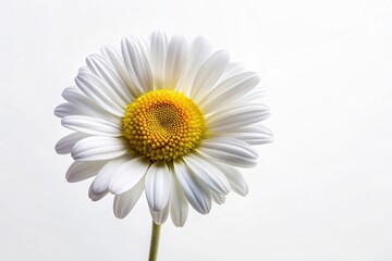 Naklejka premium white and yellow daisy flower on white background panoramic