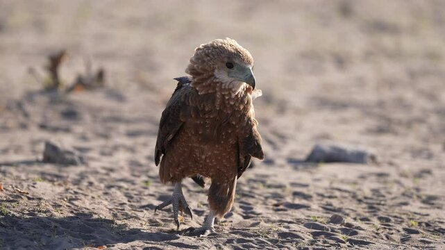 Brown Snake Eagle (Circaetus cinereus) is a large species of eagle found throughout sub-Saharan Africa that feeds primarily on snakes. Slow motion, 25 percent natural speed.