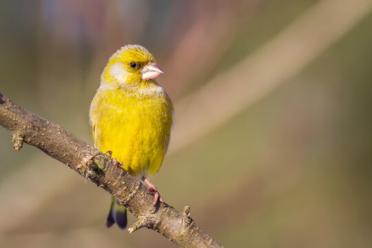 Dzwoniec, greenfinch (Chloris chloris) 