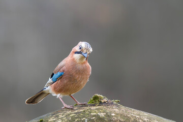 Sójka zwyczajna, sójka, sójka żołędziówka, eurasian jay (garrulus glandarius)