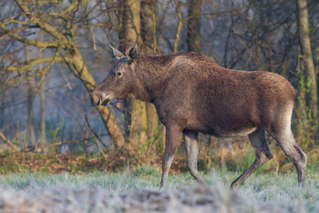 Młody łoś na śródleśnej polanie, The young moose (elk) in the forest (Alces alces)