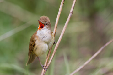 Trzciniak, trzciniak drozdówka, Great reed warbler (Acrocephalus arundinaceus)