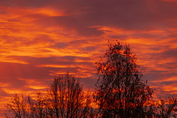 Obraz premium A striking sunset sky glows in deep orange and red hues, with tree silhouettes in the foreground. The vivid colors create a dramatic and peaceful scene. Copy space available.