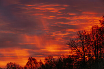 Fototapeta premium A striking sunset sky glows in deep orange and red hues, with tree silhouettes in the foreground. The vivid colors create a dramatic and peaceful scene. Copy space available.