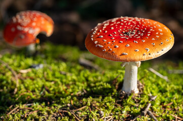 red mushroom in the forest