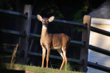 Doe deer in sun along fence