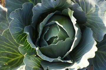 Fototapeta premium Green cabbage growing in field on sunny day, closeup