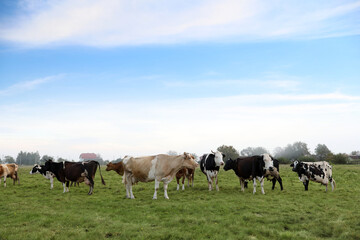 Beautiful cows grazing on green grass outdoors