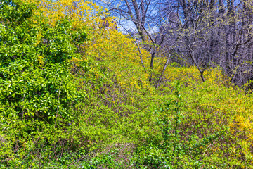Dense spring foliage with bright green leaves and vibrant yellow blossoms in Central Park. New York. USA. 