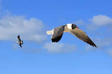 Seeschwalbe in Aktion