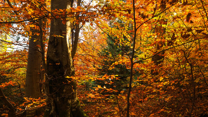 The trail to the Pilsko mountain from the Glinne pass. The season of autumn, called the "golden autumn". A beautiful sunny day in October.