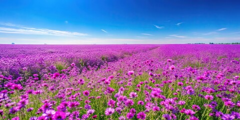 Obraz premium A stunning purple wildflower field in full bloom against a clear blue sky, fields, garden, wildflowers