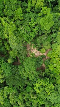 Selva de Costa Rica vista desde dron en vertical