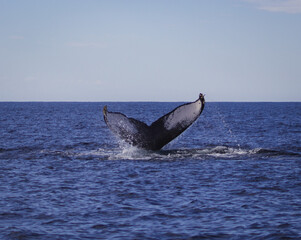 Fototapeta premium whale tail splashing in the waves