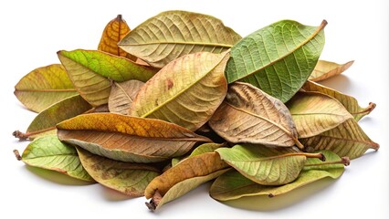 Dry brown and green guava leaves isolated on white background