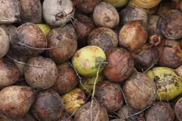 coconut at the market, pattern 