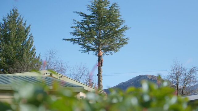 Man or arborist hanging from tree with chainsaw for tree removal service. Person with orange suit checking tall tree trunk before stump pruning or trimming and cutting it down in backyard of a house