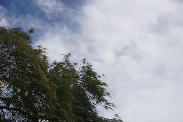 ヒノキの木と秋空