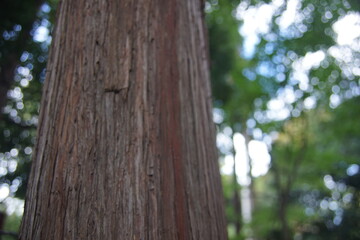 檜の木の幹