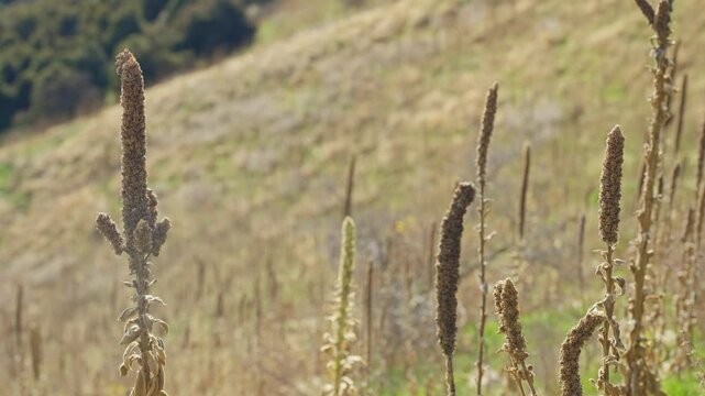 Dry common mullein plant in yellow field on sunny day outdoors. Tall and long Verbascum thapsus growing on a hill in New Zealand South Island. Moving in the wind in autumn season