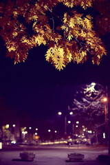 Autumn oak leaves against the backdrop of a night alley