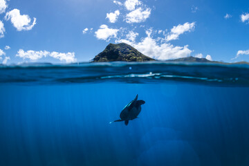 A sea turtle descends into the clear blue waters of Oahu, Hawaii, with the island’s rugged mountains rising above the waterline.