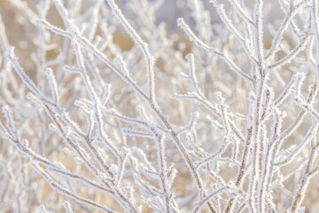Fototapeta premium Frost Covered Branches Close-up, Winter Wonderland