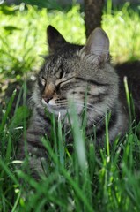 A gray cat with large yellow eyes sits in the leaves on the lawn in the yard. Fur, cat portrait, face, muzzle, nose
