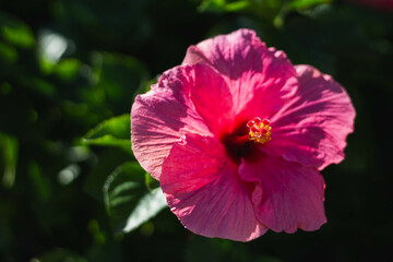 pink hibiscus flower