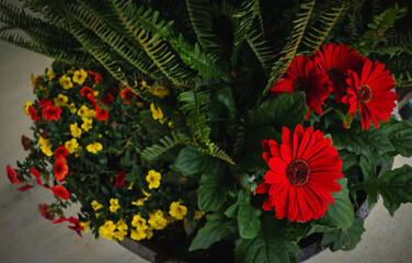 red and yellow flowers on green leaves