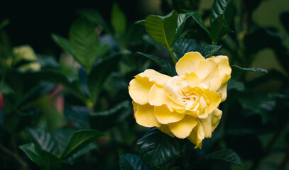 yellow rose