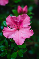 pink rose with drops