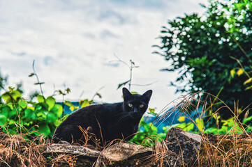Chat noir 