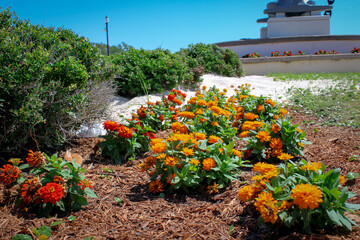 flowers in the garden