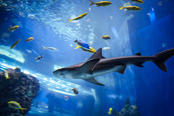 shark in an aquarium