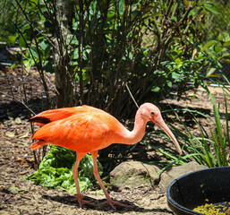 pink flamingo bird