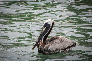 pelican on the water