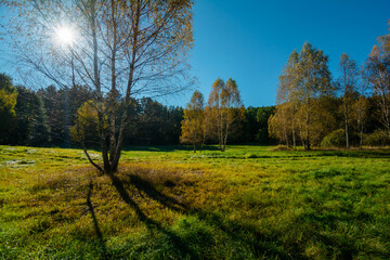 autumn in the forest