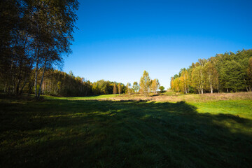 Naklejka premium autumn in the forest