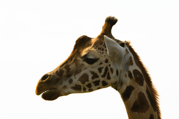 Close up of Giraffe with white background